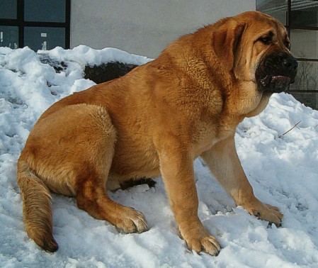 Unique du Domaine du Runneval 7 months
Keywords: snow nieve puppy cachorro mastibe