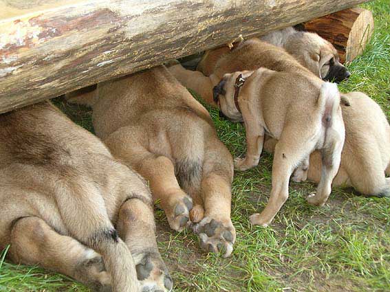 Zorca, Zula, Pegy, Zeus & Zazi
Keywords: puppyczech puppy cachorro mastibe