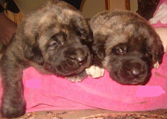 Puppies 18 days
(FLASHY-UTANE MASTIBE x SERENA DU CHEMIN DES PUITS TOURNANTS) 
Born: 09.02.2006 

Keywords: puppyfrance puppy cachorro vimel