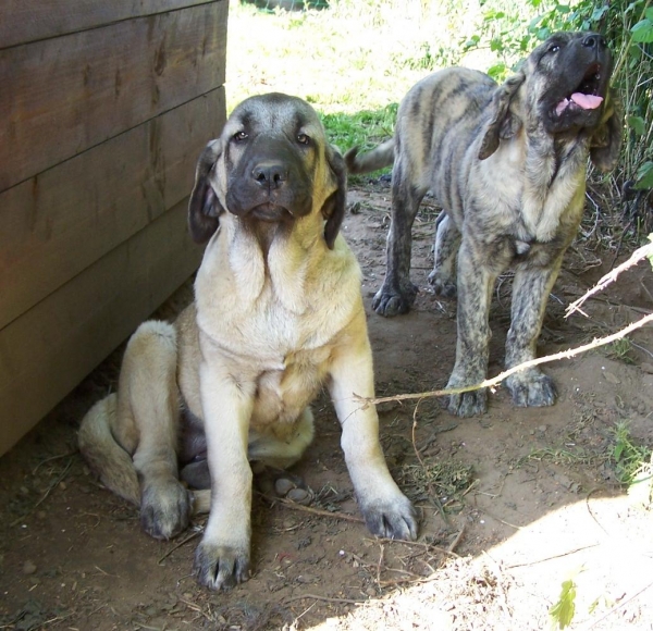 Boréale & Bianca du Vimel
femelle de 4 mois  

Keywords: puppyfrance cachorro vimel