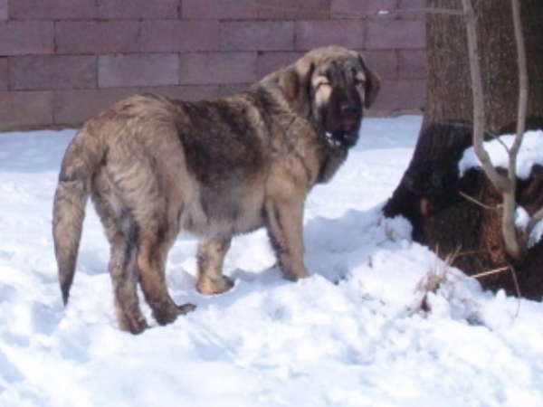 Faltante Ha-La-Mü
Chiot mâle de 4 mois  

Keywords: snow nieve puppy cachorro vimel