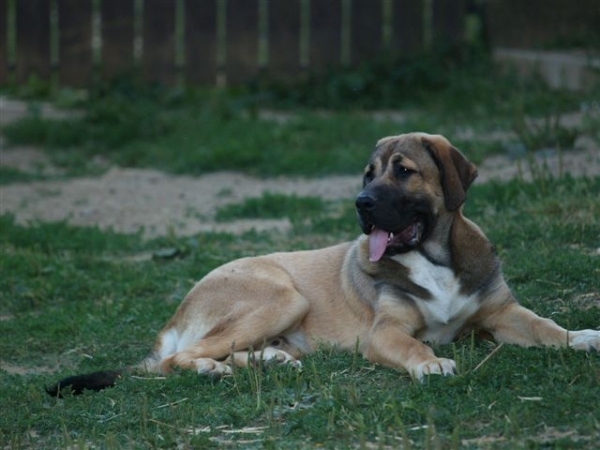 Arrasar Temudzin (Ambra Angmus x Agassi Sentinel) -  6 month old
Keywords: puppyslovac puppy cachorro temudzin