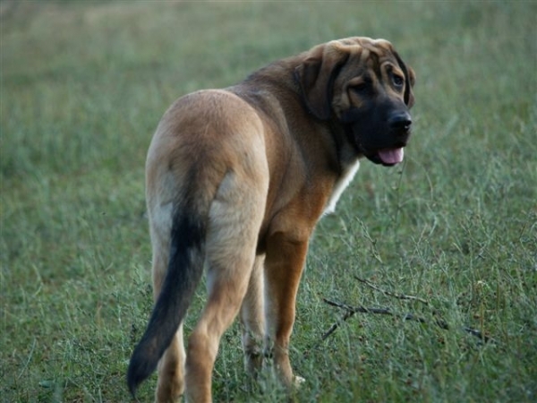Arrasar Temudzin (Ambra Angmus x Agassi Sentinel) -  6 month old
Keywords: puppyslovac puppy cachorro temudzin