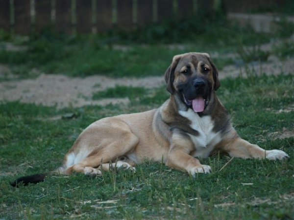 Arrasar Temudzin (Ambra Angmus x Agassi Sentinel) -  6 month old
Mots-clés: puppyslovac puppy cachorro temudzin