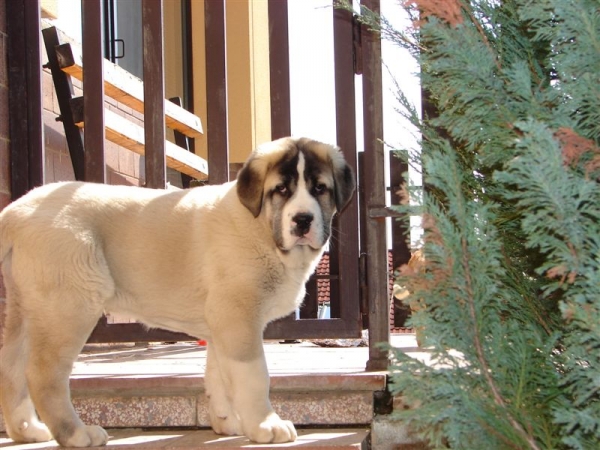 Aslan del Rey Temudzin
Keywords: puppyslovac puppy cachorro temudzin