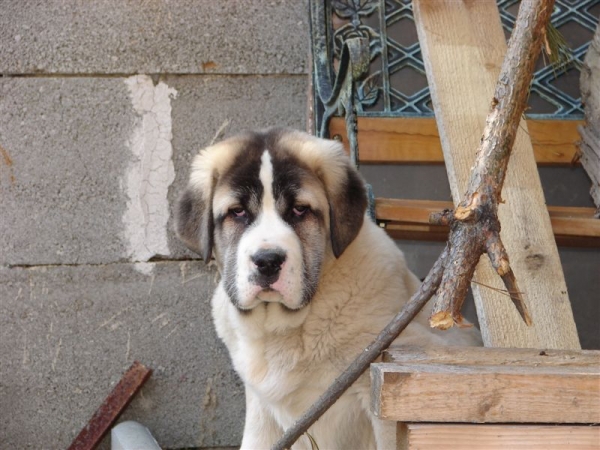Aslan del Rey Temudzin
Keywords: puppyslovac puppy cachorro temudzin