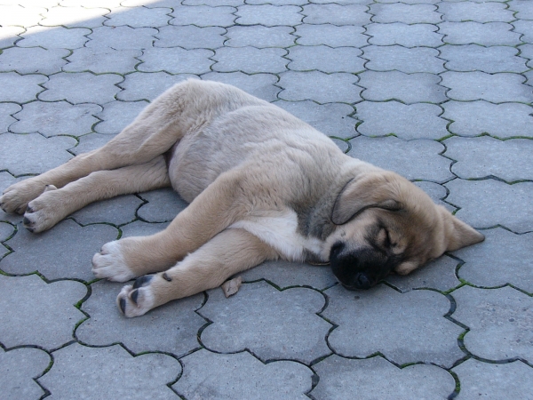Arand duero temudzin
sleep
Keywords: puppyslovac puppy cachorro temudzin