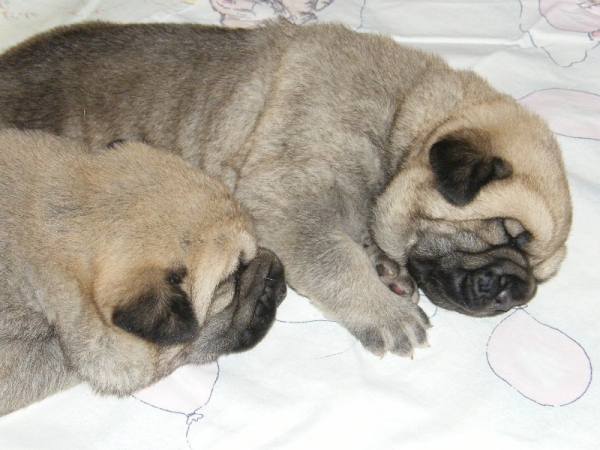 Puppies 14 days old from Z Kraje Sokolu
Chanel and Rodo de Valdejera

