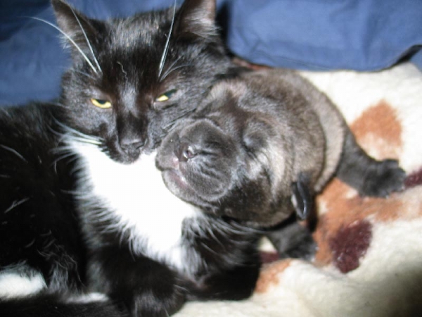 Mastín puppy and cat from Fre-Su
Keywords: fresu pets