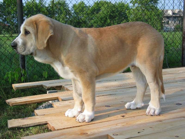 Romeo Fre-Su
Keywords: fresu puppy cachorro