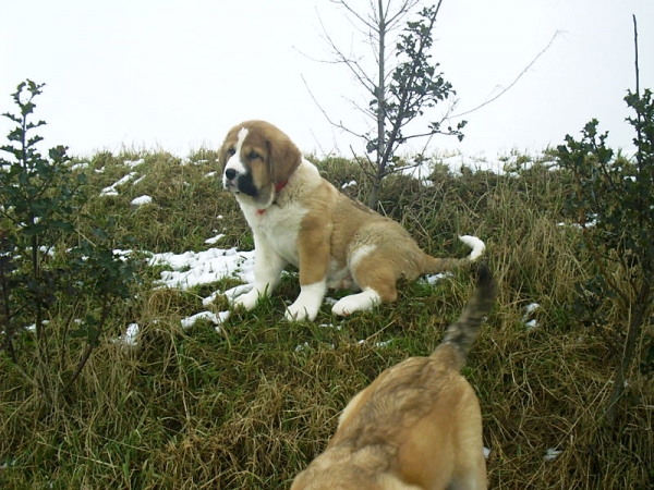 Domo del grande Creta Lago (4 months old)
Breeder: Kerstin Zarske
Keywords: puppygermany puppy cachorro