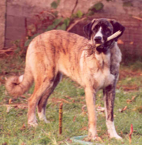 Luana - 6 month/September 2004
Keywords: puppy cachorro luana