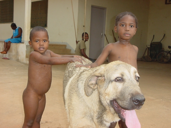 Aladar Ludareva - 5 months
(Basil Mastifland x Deissy Mastibe)  

Keywords: kids puppy cachorro darek