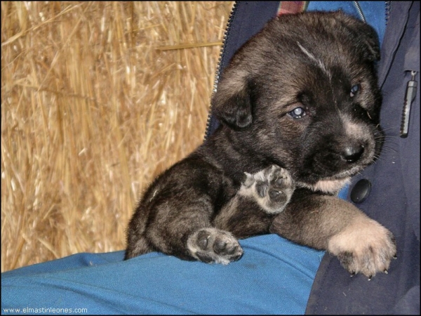 Cachorros nacidos diciembre 2006
Keywords: blas puppyspain puppy cachorro
