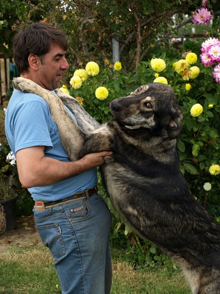Leoni, cachorra de mastín leonés de Alija del Infantado (Septiembre 2007)
Keywords: Litter Camada Cachorros