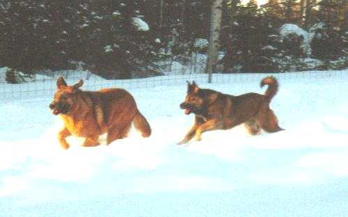 Spaindog's Ex-Armo & Spaindog's Ex-Plörö
Keywords: boldmastins snow nieve