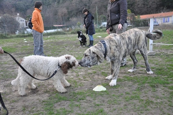 XL Tornado Erben - 8 months - at club
little kisses with cousin from spain (spanish wtaer dog)
