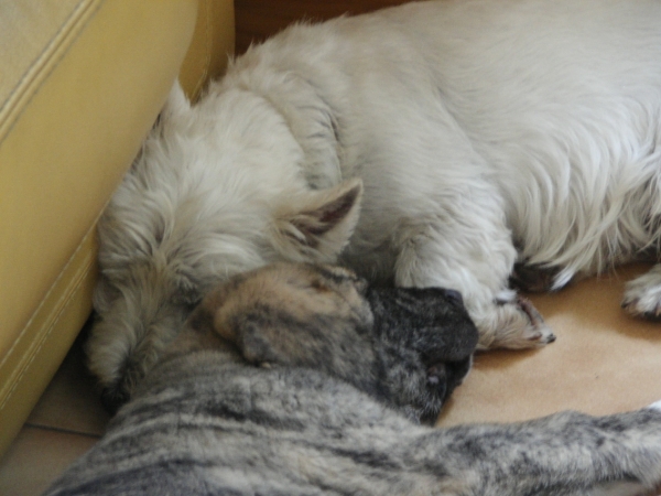 XL and Decky sleeping together
Keywords: pet coco