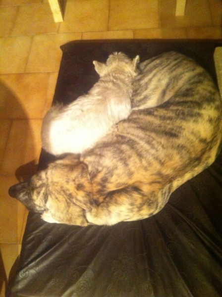 XL Tornado Erben and Decky - Best Friends
It's getting cold... stay close !
