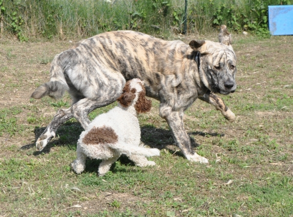 XL afraid by spanish water dog !
June 2011 - 16 months
