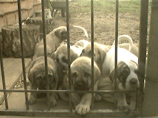Puppies Fuente-Alcántara 1.5 months
(Tunante de Autocán x Pury de Valdejera)
Born: 14-10-2003  

Keywords: puppybelgium