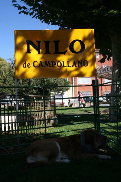 Nilo de Campollano - Monografica 2008, Valencia de Don Juan 13.09.2008
Photo: 'Lu Dareva'
Keywords: 2008