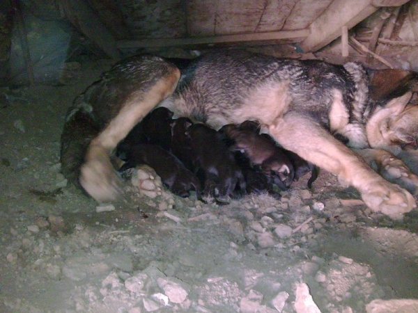 Parto natural
Hembra del criadero de Babia: parto natural sin ayuda, 13 cachorros de ellos 11 vivos.
Kulcsszavak: babia