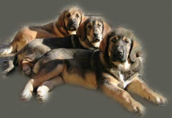 Cachorros de Babia
(Ch. Ulises de Babia x Rayas de los Zumbos)  

Keywords: babia puppyspain puppy cachorro
