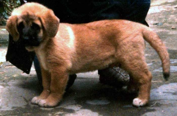 Istar
Keywords: puppyspain puppy cachorro banzos