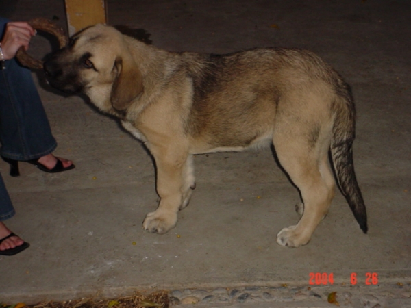 Riscott de Valdejera
Risco playing at night.
(Tajo de la Peñamora x Pana de Valdejera)  

Keywords: puppyspain puppy cachorro sergio