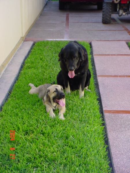 Riscott and Negra
Risco and Negra rest after lots of playing.  

Keywords: sergio