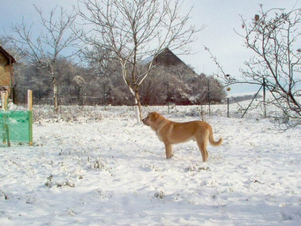 ROMEO  FRE-SU
(ICh, Ch ENAMORADO ERNESTO Mastibe x Ch ASTRA Dobra Rasa)
Born: 10.03.2005 
Keywords: snow nieve puppy cachorro romeo