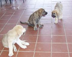 Ator, Afro y Akira
Mis cachorros con tres meses.  
Debla Dancá Cotufa x Martino de Fuente Mimbre.

Keywords: puppyspain puppy cachorro rafkiss