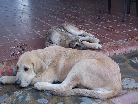 Ator descansando
Debla Dancá Cotufa x Martino de Fuente Mimbre.
Keywords: puppyspain puppy cachorro rafkiss