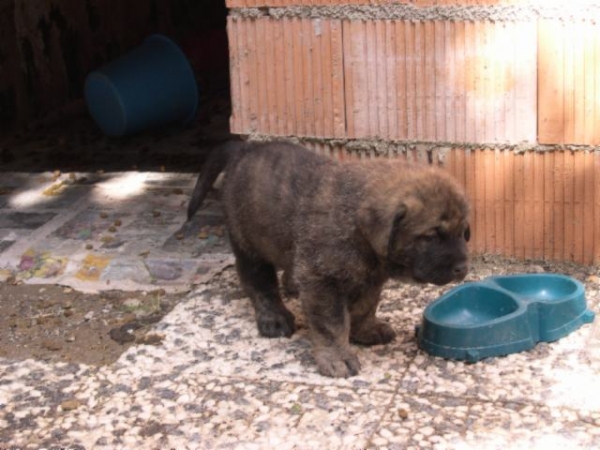 Afro - 1 month old
AFRO, CON UN MES DE EDAD  
Debla Dancá Cotufa x Martino de Fuente Mimbre.


Keywords: puppyspain puppy cachorro rafkiss
