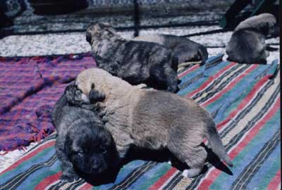 Puppies
Debla Dancá Cotufa x Martino de Fuente Mimbre.
 

Keywords: puppyspain puppy cachorro rafkiss