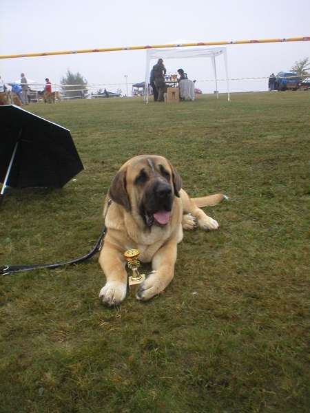 Zeo 1,5 years
on his first dog show - V1,CAJC,BOB
