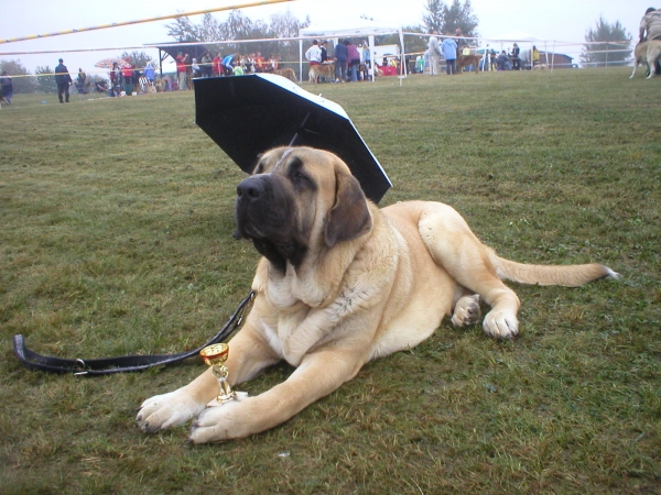 Zeo 1,5 years
on his firs dog show - V1, CAJC, BOB
