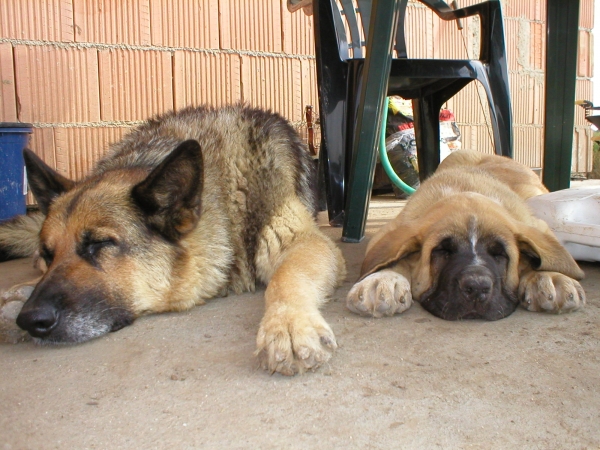 sleeping zeo (2 months) and Bessy (10 years old)
Keywords: pet