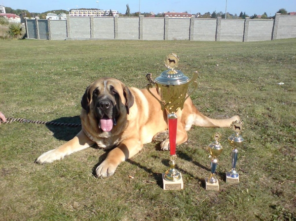 Zeus 3,5 years
winner of club dog show Prague 5.10.2008 
