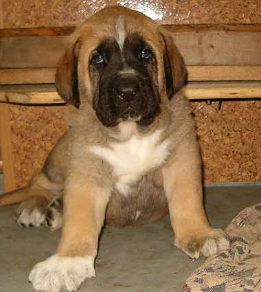 Zeus 5 weeks
Amigo Zeus Mastibe 
Born: 31.05.2005  

Keywords: puppyczech puppy cachorro