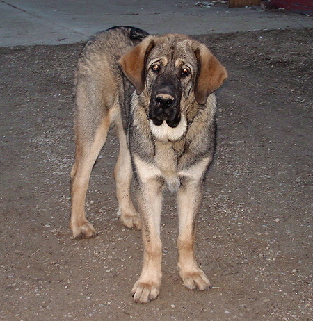 Moses de Babia - 7 months old
Keywords: puppyspain puppy cachorro jordan