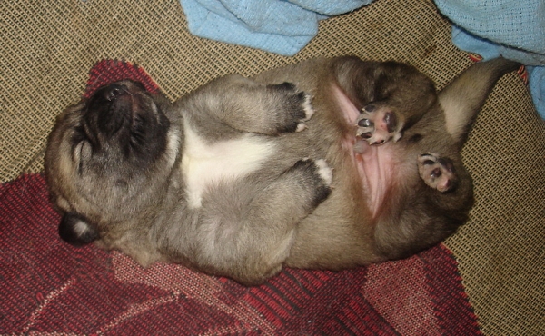 Cooper - 1 week old
Kľúčové slová: puppyusa jordan