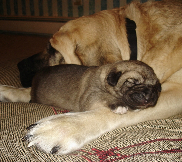 Cooper & Aislinn
1 week old
Mots-clés: puppyusa jordan
