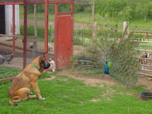 Isabelle (Caricia Tornado Erben) - 4 months old
Keywords: pet flock puppy cachorro jordan