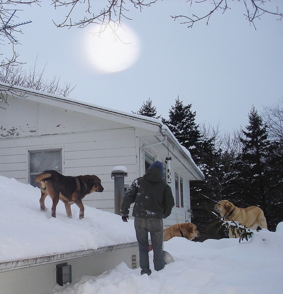 Zoe (on roof), Delilah and Brisa
Shoveling the snow drifts so the dogs can no longer get on the roof!
Keywords: jordan