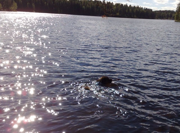 Azlan 12M,  2008 swimming dog!
Keywords: HÃ¤kkinen