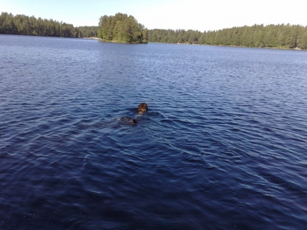 Azlan 12M,  2008 swimming dog!
Keywords: HÃ¤kkinen