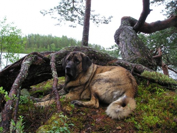Leona (HAREM ULMAF KABO-KALLIS)
Leona and Finnish nature July 2007
Keywords: HÃ¤kkinen