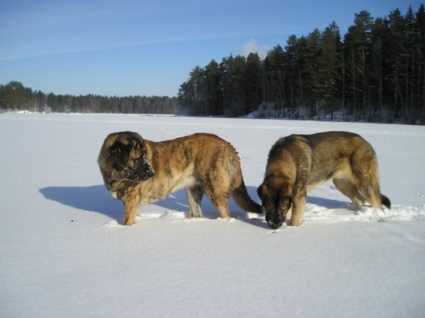 Azlan and Leona on the ice 2008
Keywords: HÃ¤kkinen